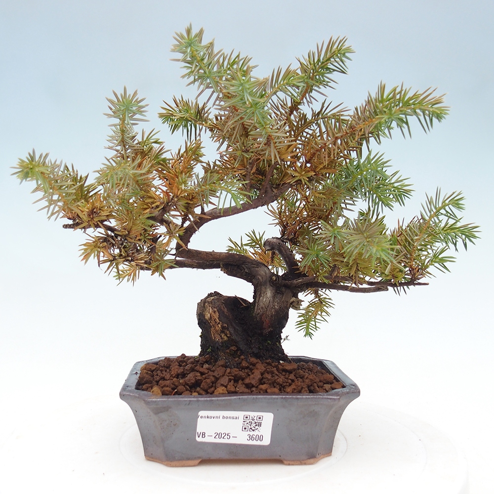 Venkovní bonsai - Jalovec rigida - Juniperus rigida
