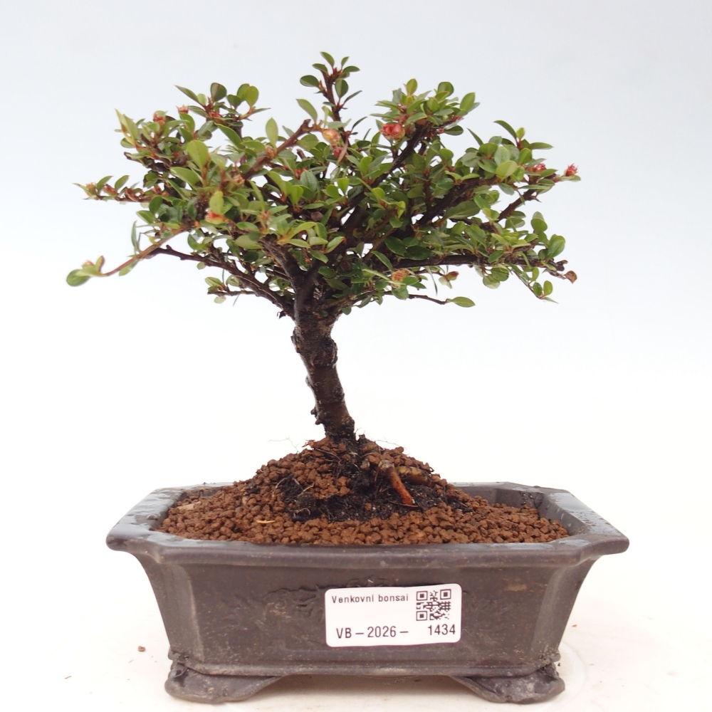 Venkovní bonsai - Cotoneaster horizontalis - Skalník