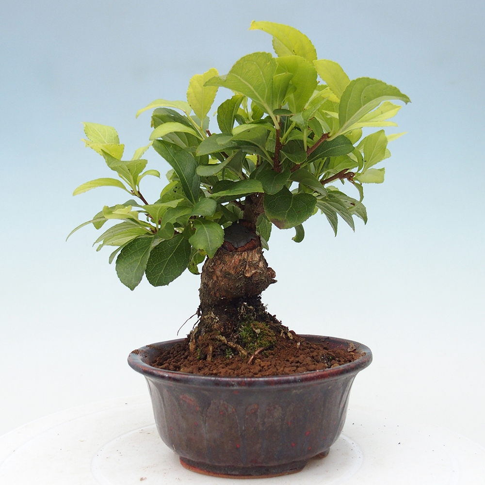 Venkovní bonsai - Celastrus  orbiculatus - Jesenec okrouhlolistý