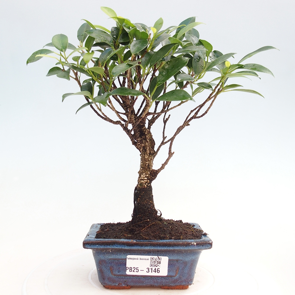 Pokojová bonsai Ficus retusa kimmen