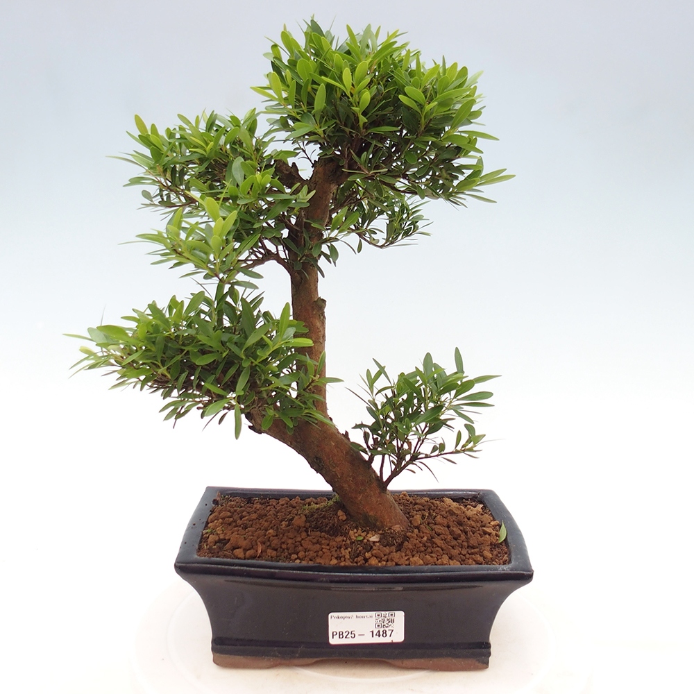 Pokojová bonsai - Syzygium - Pimentovník