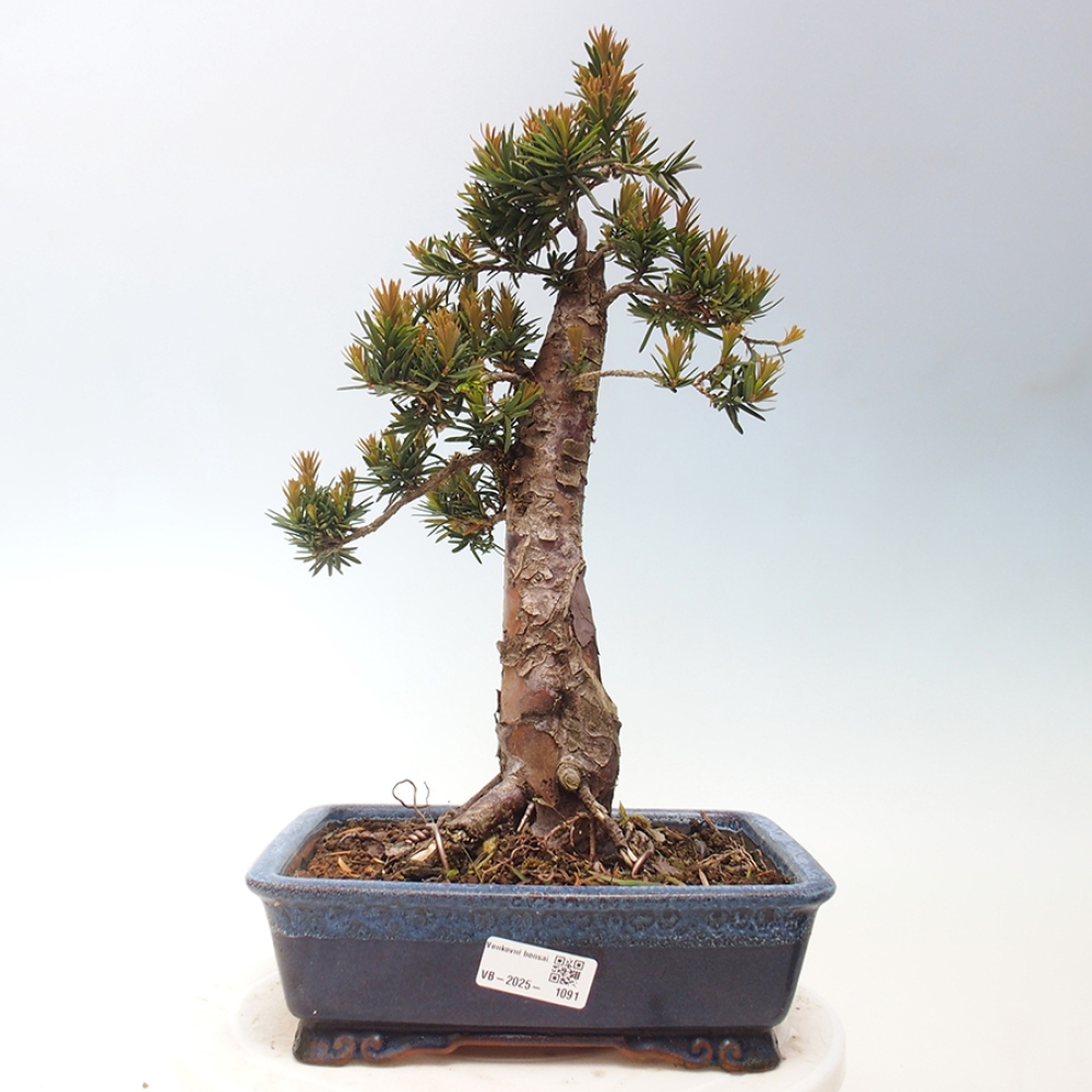 Venkovní bonsai - Taxus cuspidata  - Tis japonský