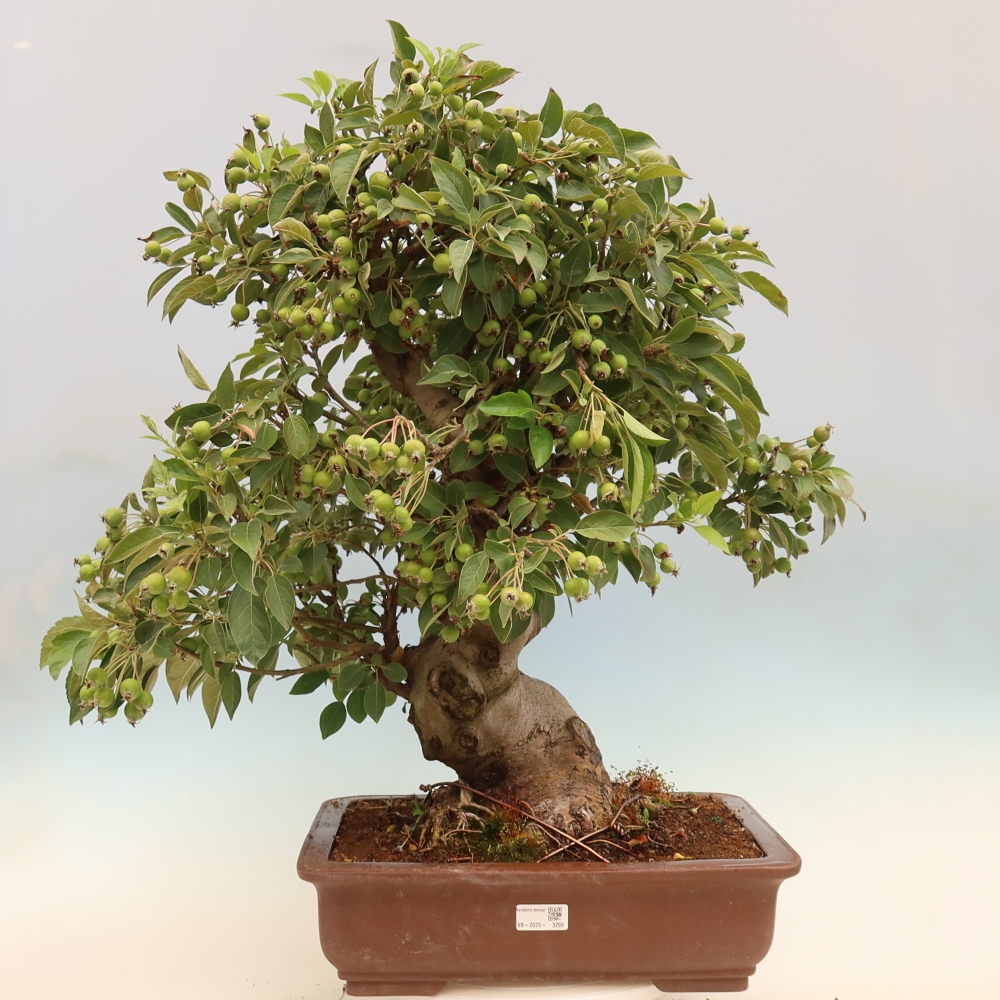 Venkovní bonsai -Malus halliana - Maloplodá jabloň