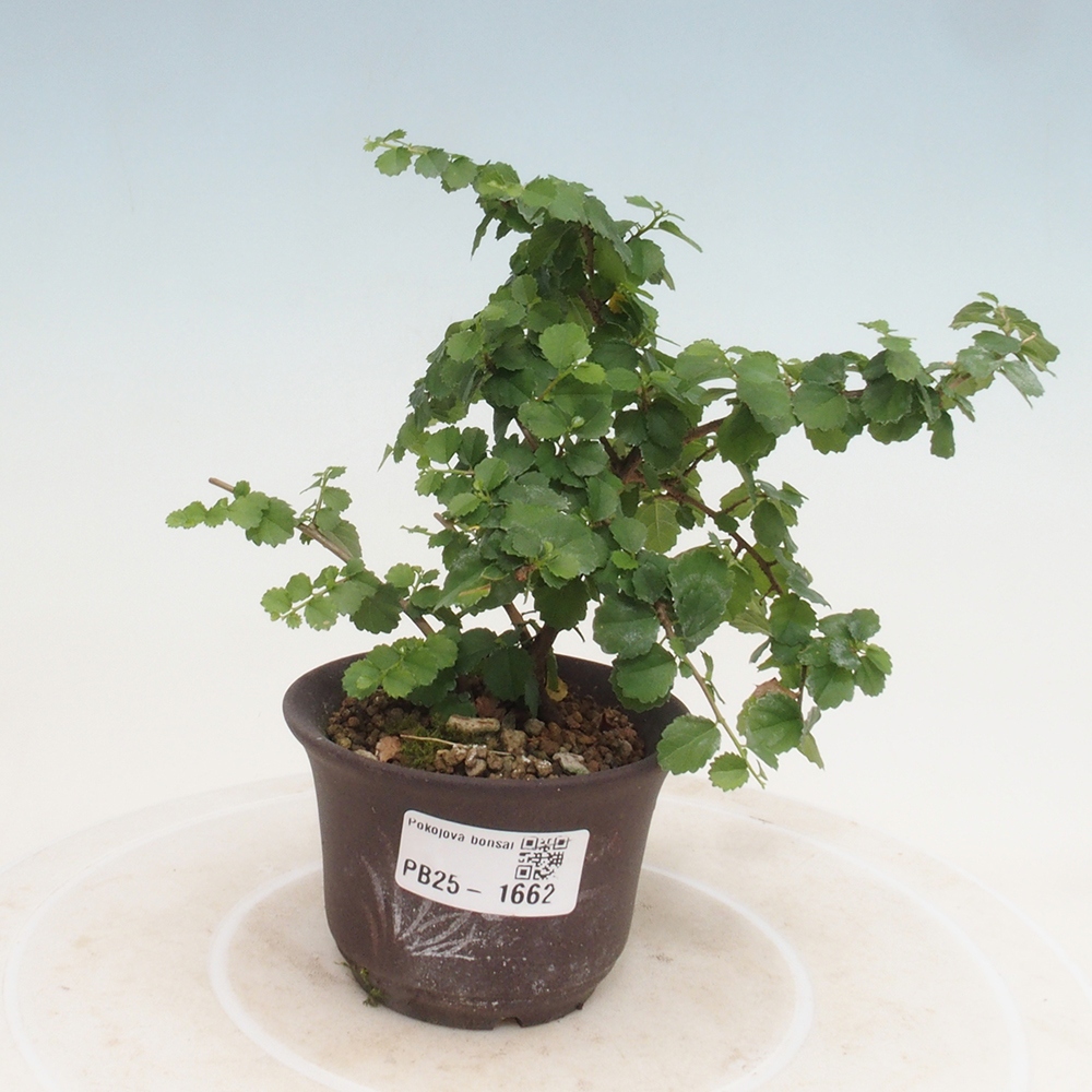 Pokojová bonsai - Grewia sp. - Grewie malolistá