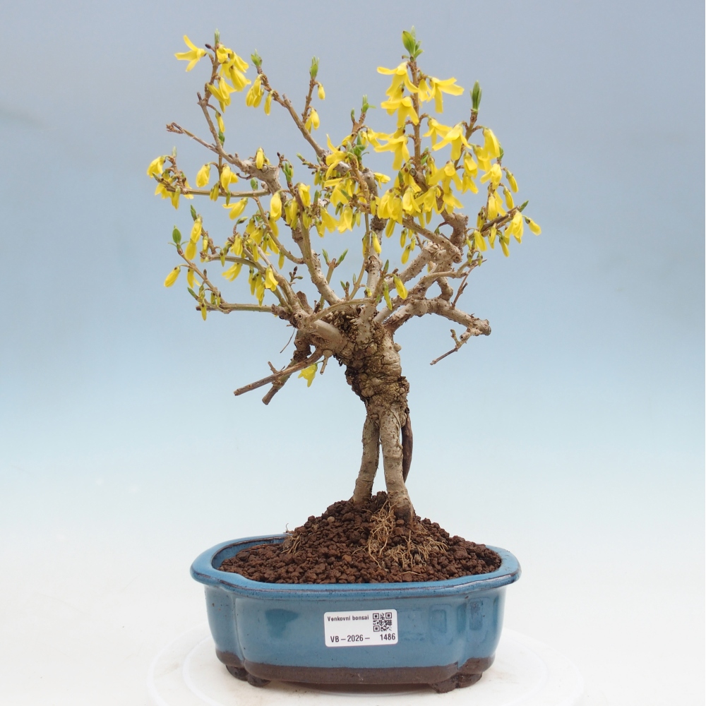 Venkovní bonsai - Zlatice - Forsythia koreana