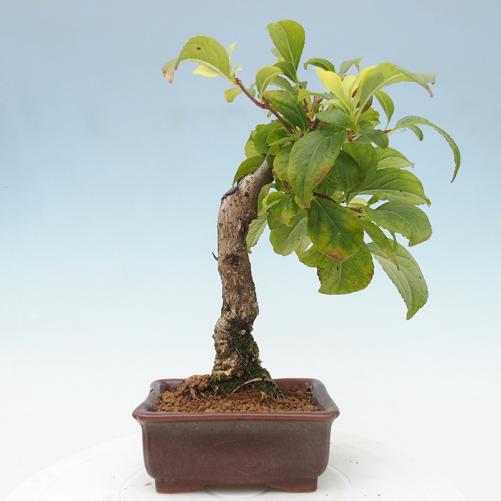 Venkovní bonsai - Celastrus  orbiculatus - Jesenec okrouhlolistý