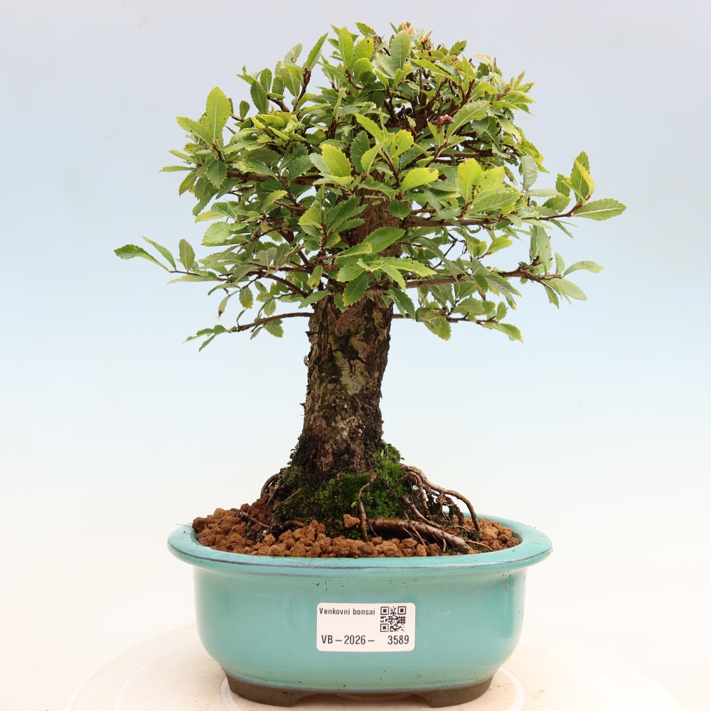 Venkovní bonsai - Zelkova - Zelkova NIRE