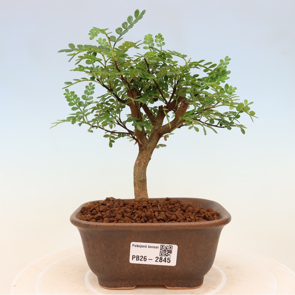 Pokojová bonsai - Zantoxylum piperitum - Pepřovník