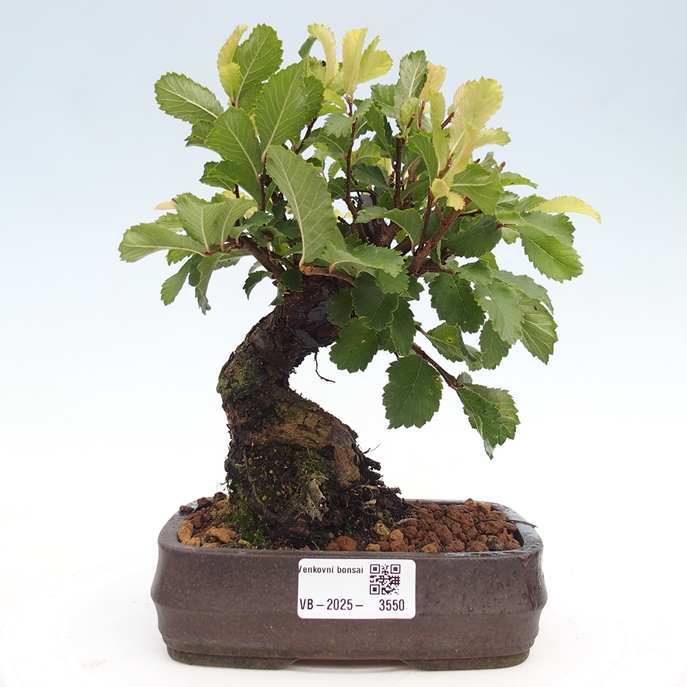 Venkovní bonsai - Zelkova - Zelkova NIRE