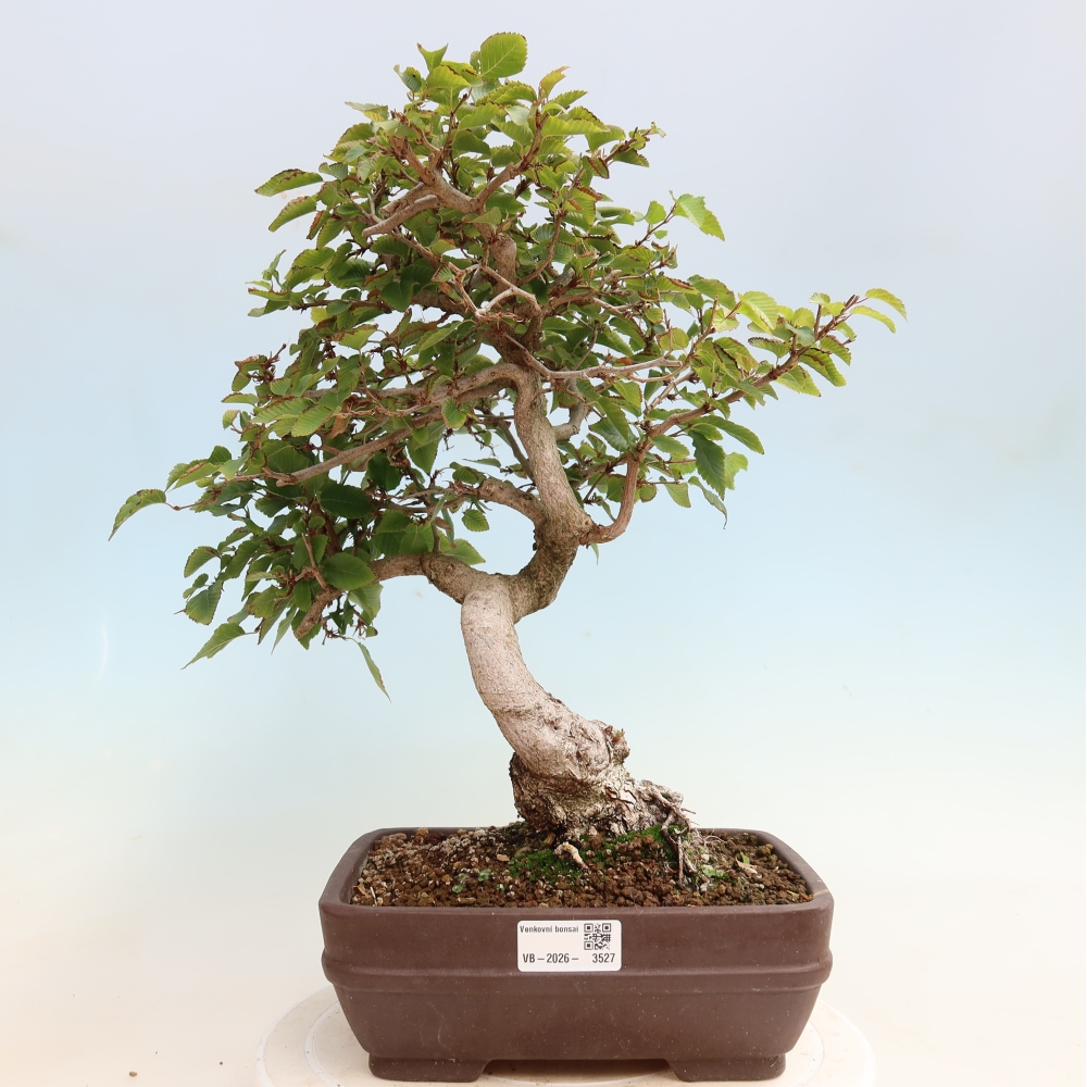 Venkovní bonsai -Carpinus CARPINOIDES - Habr korejský