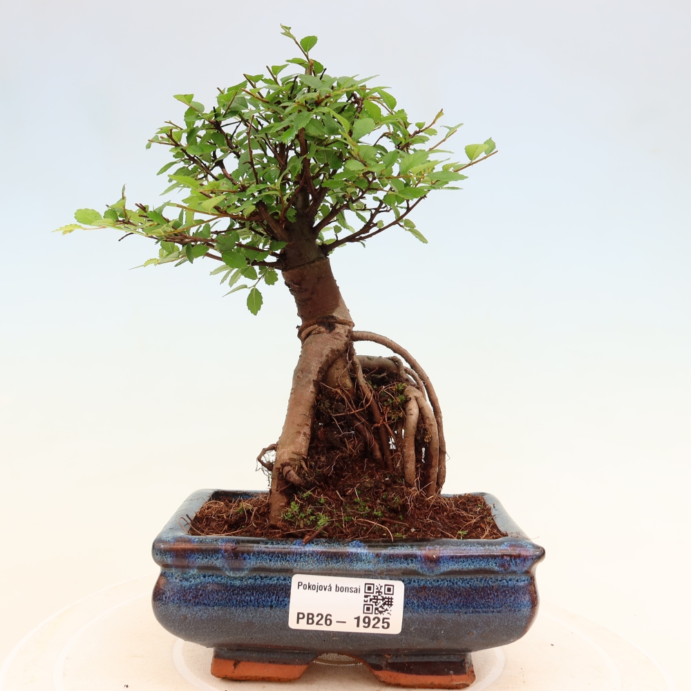 Pokojová bonsai - Ulmus parvifolia - Malolistý jilm