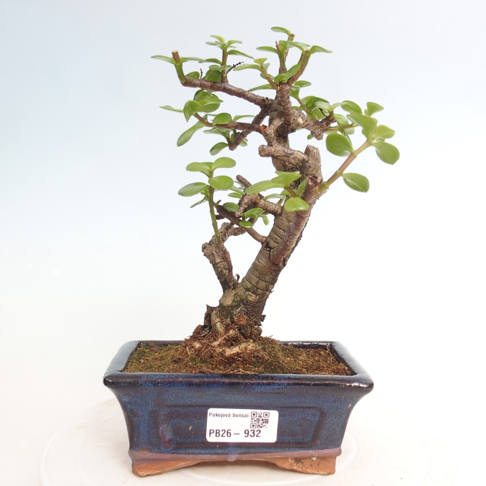Pokojová bonsai - Portulakaria Afra - Tlustice