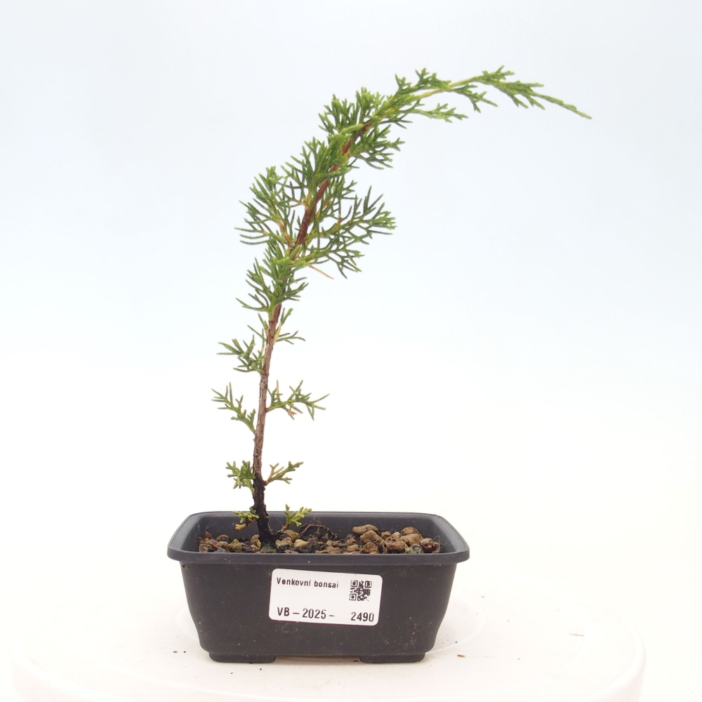 Venkovní bonsai - Juniperus chinensis Itoigawa -Jalovec čínský