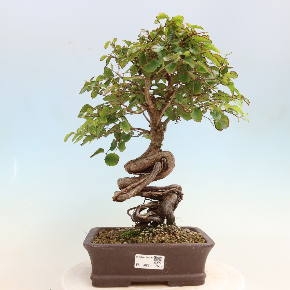 Venkovní bonsai -Carpinus CARPINOIDES - Habr korejský