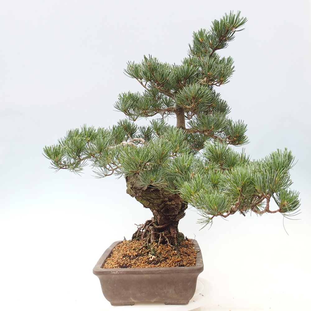 Venkovní bonsai - Pinus parviflora - Borovice drobnokvětá