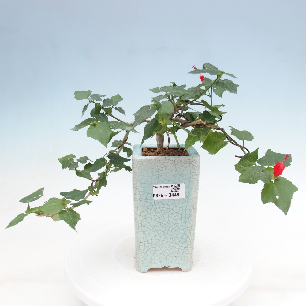 Pokojová bonsai - Malvaviscus arboreus - ibiškovec dřevnatý