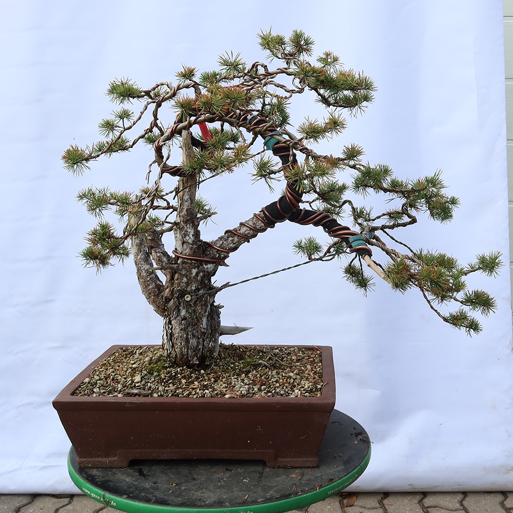 Pinus sylvestris Španělsko - borovice lesní