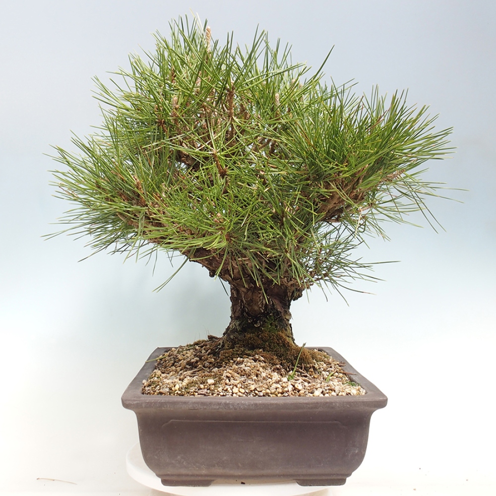 Venkovní bonsai - Pinus thunbergii - Borovice thunbergova