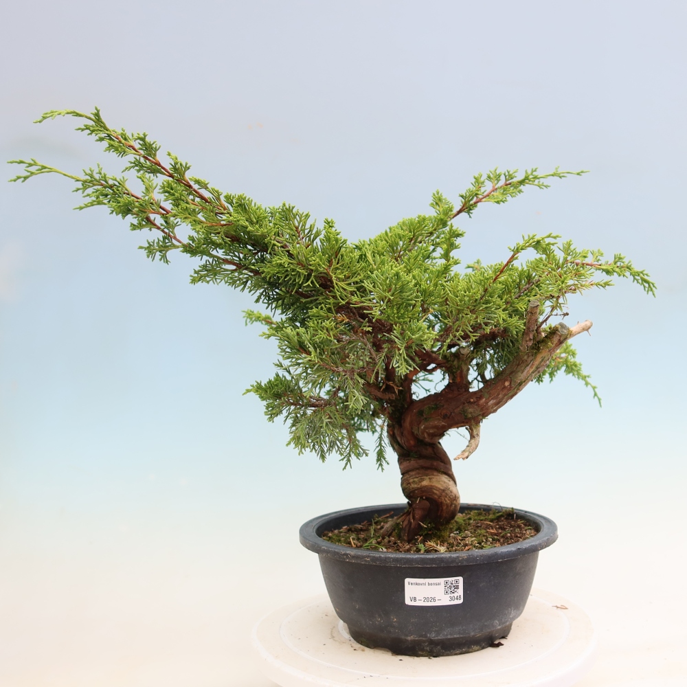 Venkovní bonsai - Juniperus chinensis Itoigawa-Jalovec čínský