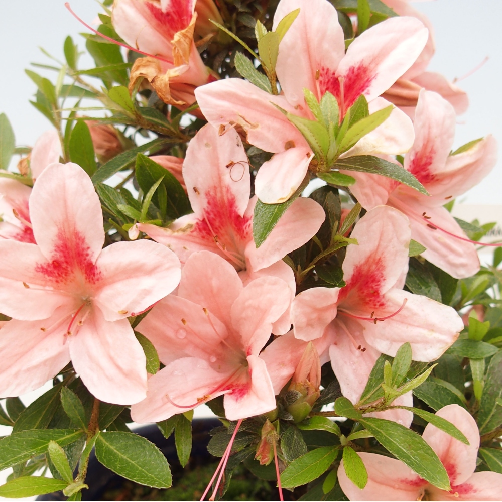 Venkovní bonsai - Japonská azalka - Azalea Nikko
