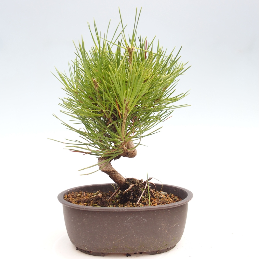 Venkovní bonsai - Pinus thunbergii - Borovice thunbergova