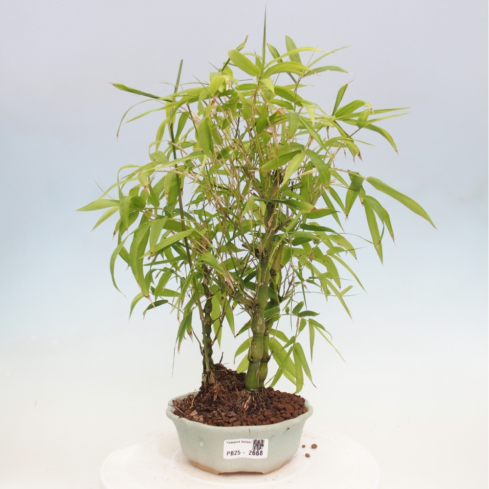Pokojová bonsai - Bambus budha-Bambus budhovo břicho