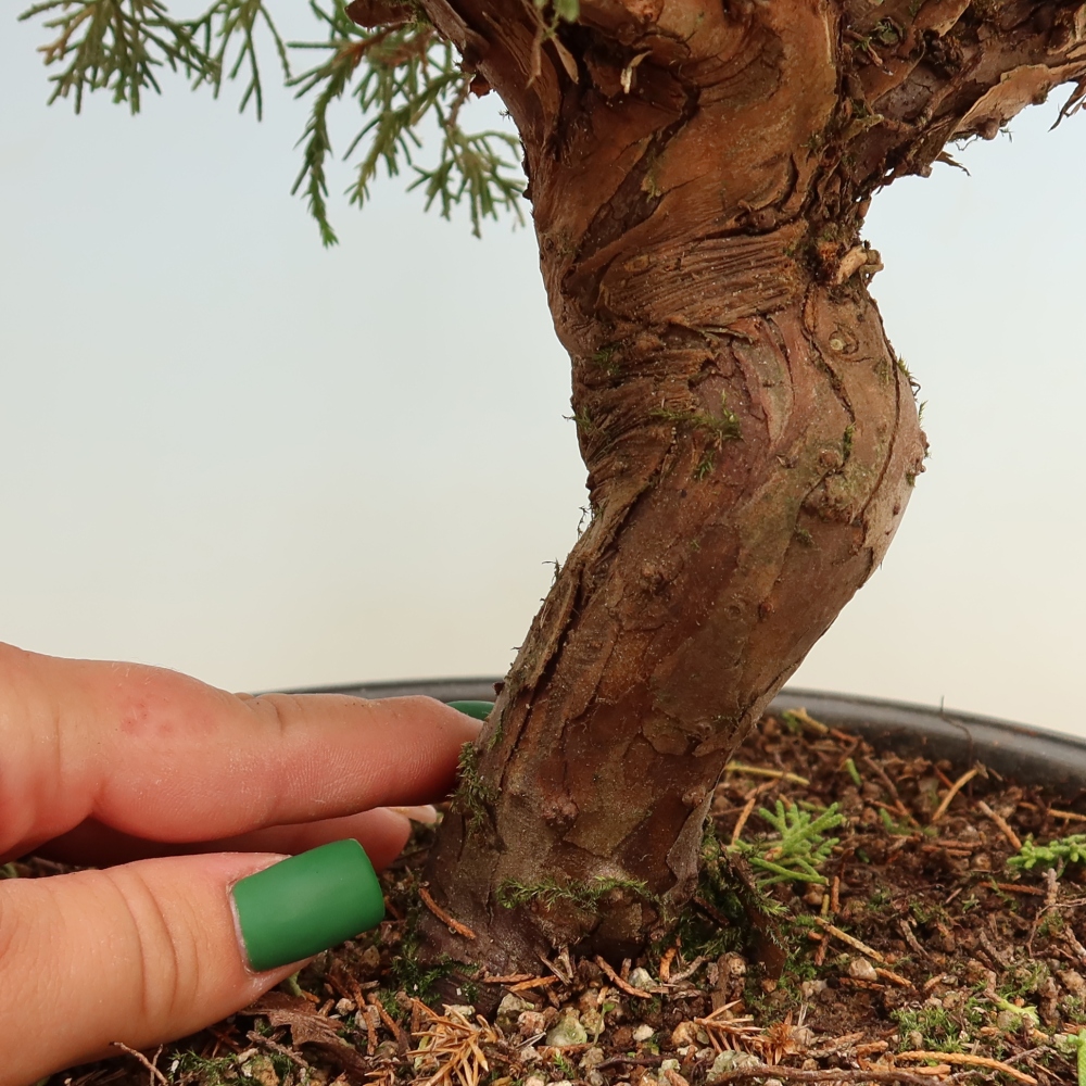 Venkovní bonsai - Juniperus chinensis Itoigawa-Jalovec čínský