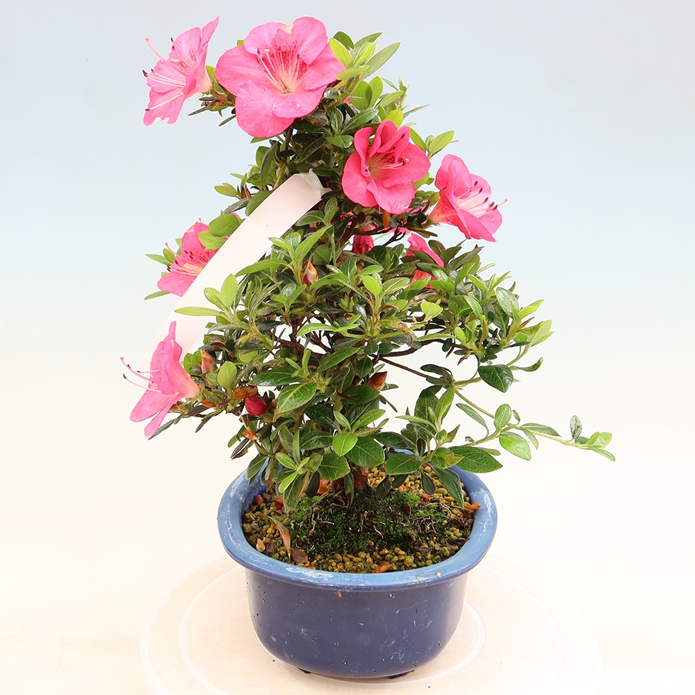 Venkovní bonsai - Japonská azalka - Azalea Kobai