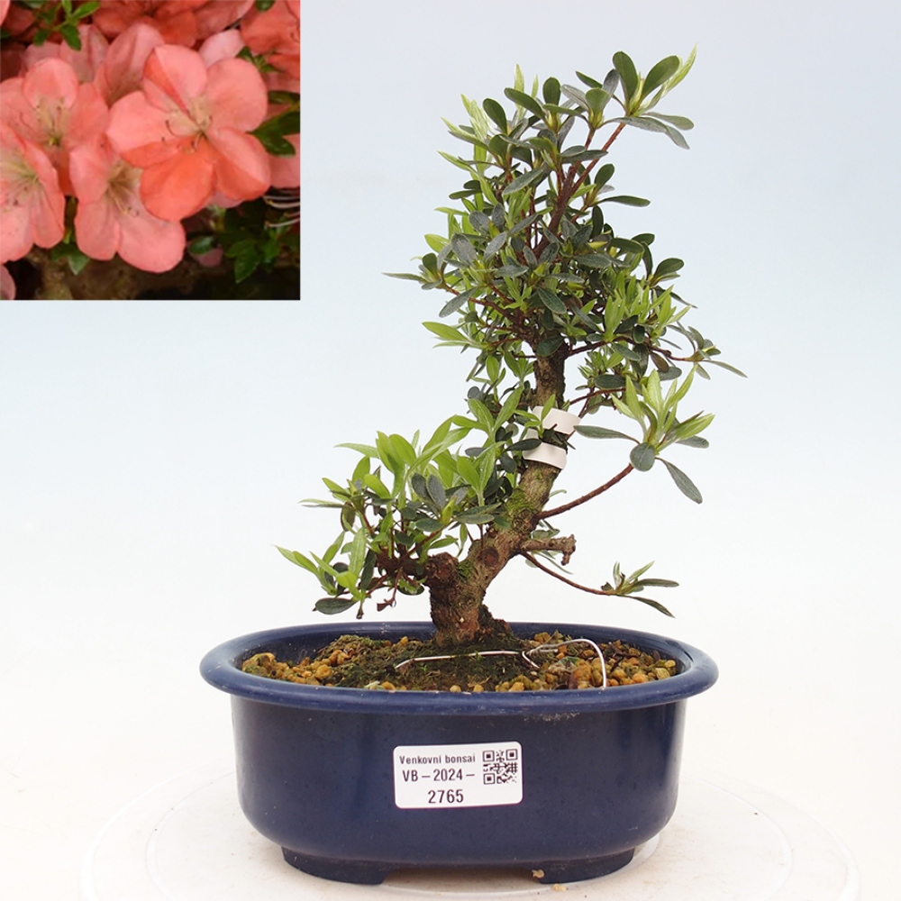 Venkovní bonsai - Japonská azalka - Azalea Asazakura
