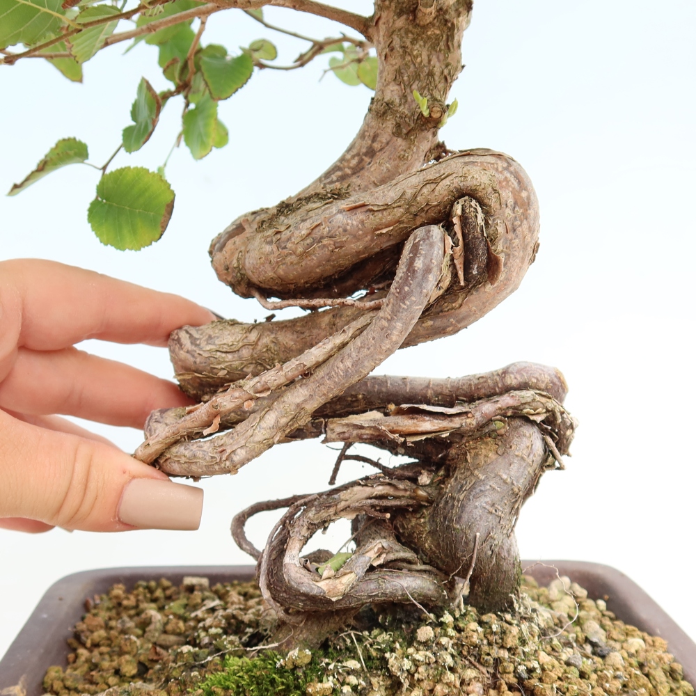 Venkovní bonsai -Carpinus CARPINOIDES - Habr korejský