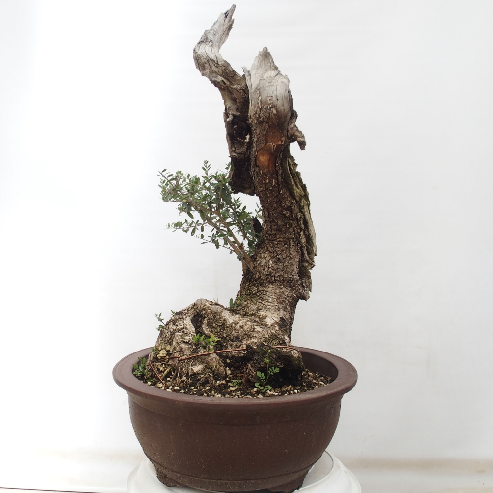 Pokojová bonsai - Olea europaea sylvestris -Oliva evropská drobnolistá