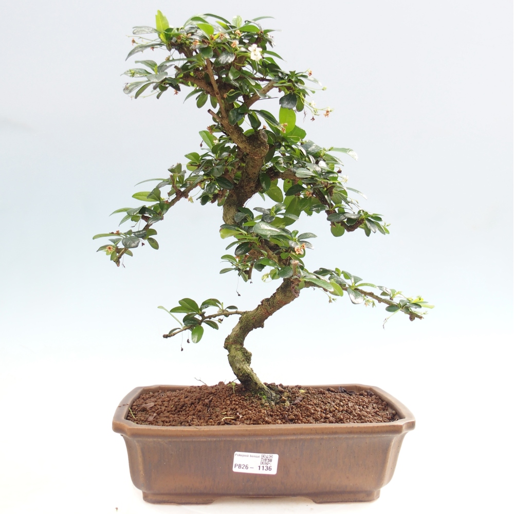 Pokojová bonsai - Carmona macrophylla - Čaj fuki