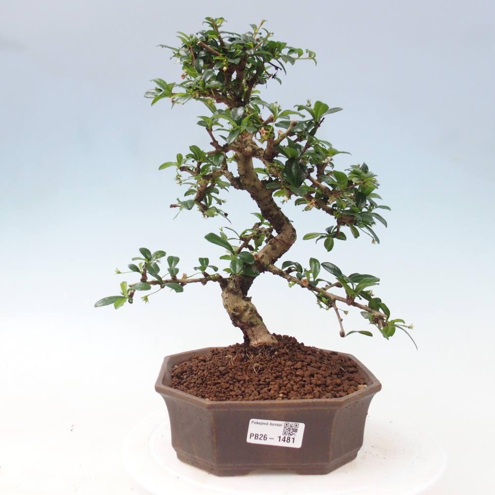 Pokojová bonsai - Carmona macrophylla - Čaj fuki