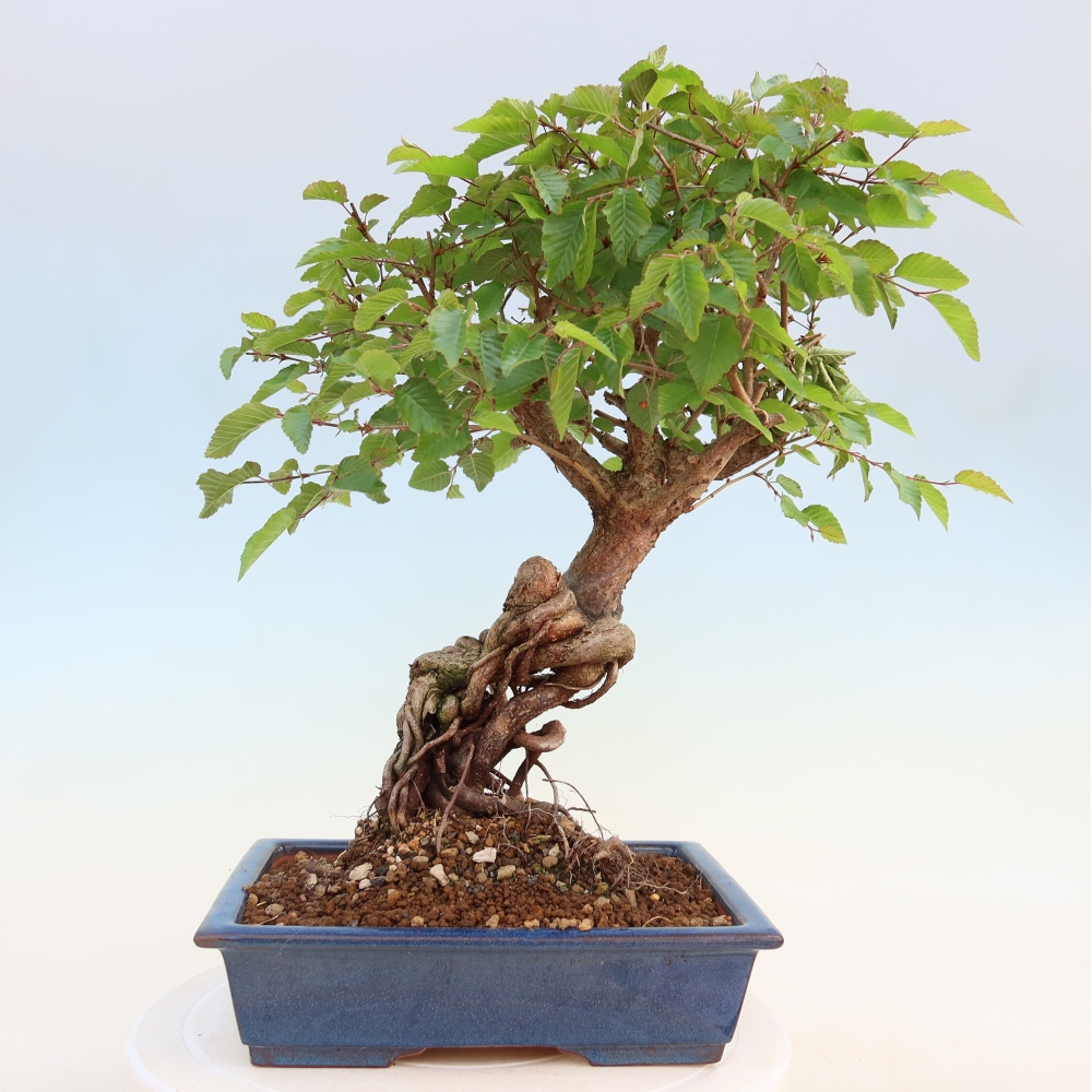 Venkovní bonsai -Carpinus coreana - Habr korejský