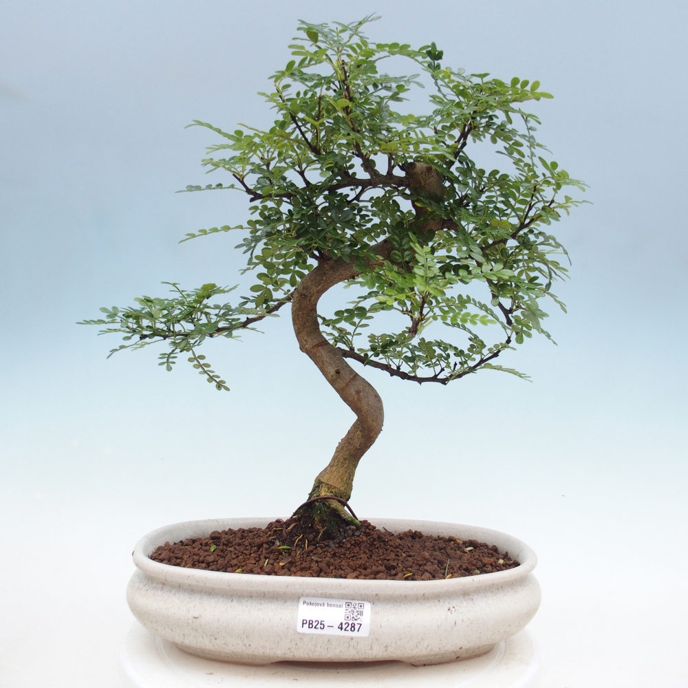 Pokojová bonsai - Zantoxylum piperitum - pepřovník