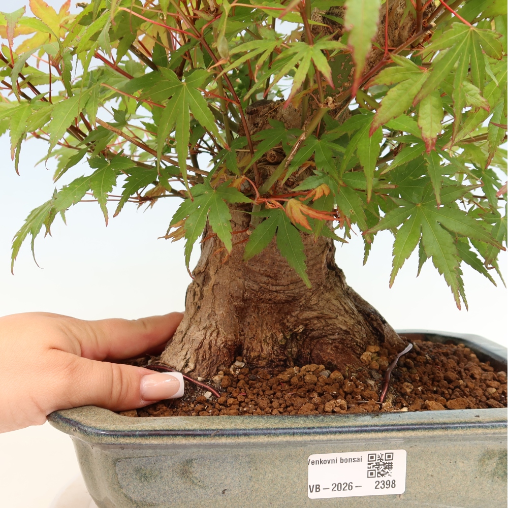 Venkovní bonsai - Javor Burgerův - Acer Burgerianum 