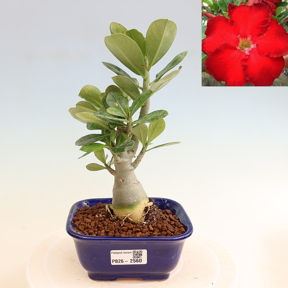Pokojová bonsai - Adenium obesum Red Star - Pouštní růže