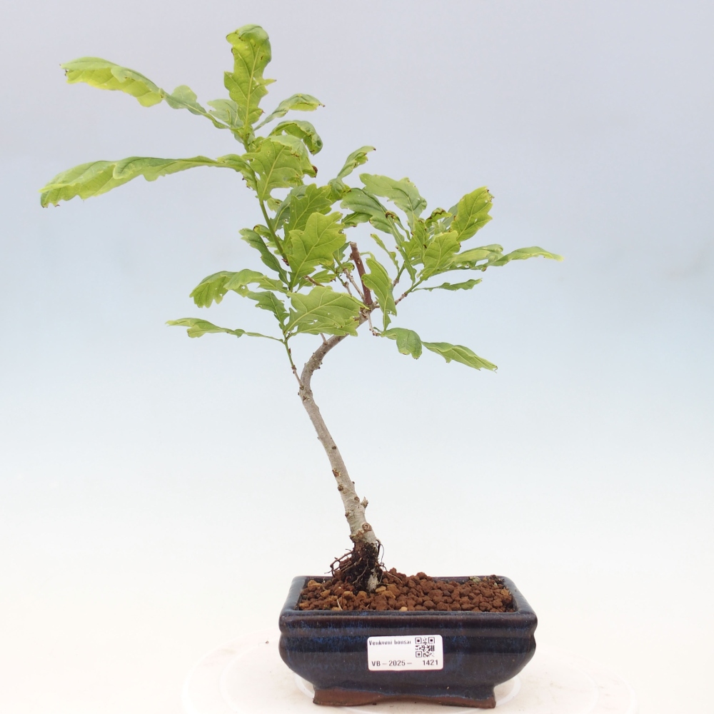 Venkovní bonsai - Quercus robur - Dub letní