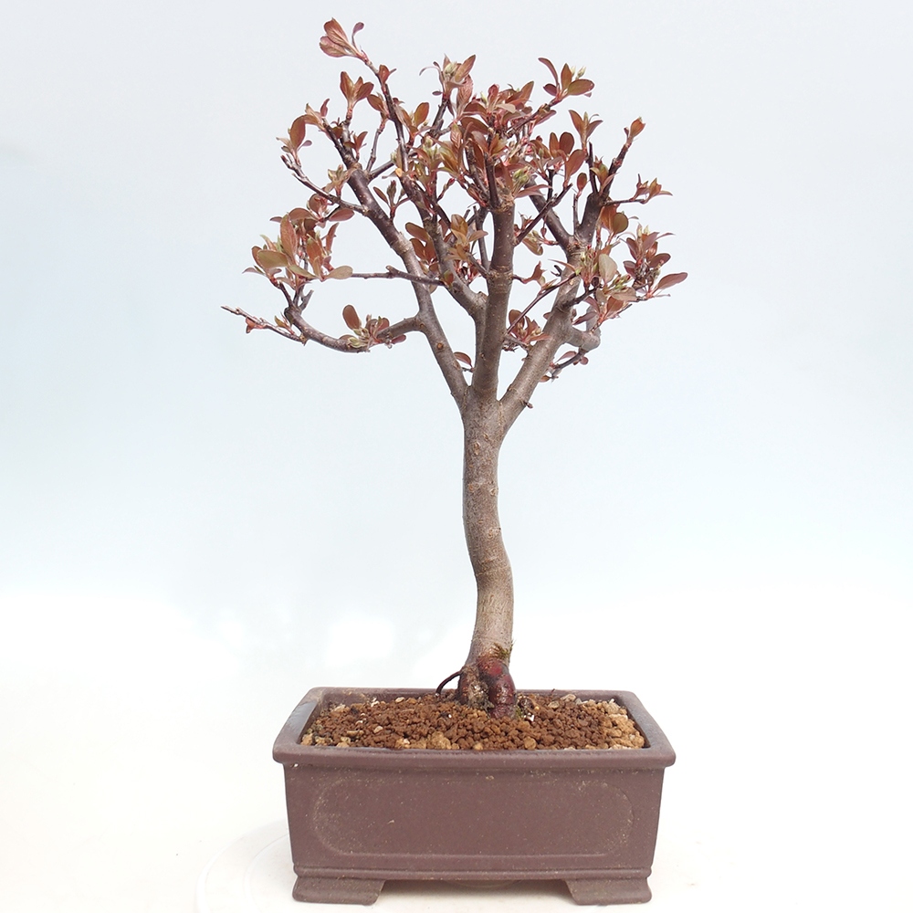 Venkovní bonsai -Malus domestica - Maloplodá jabloň červenolistá