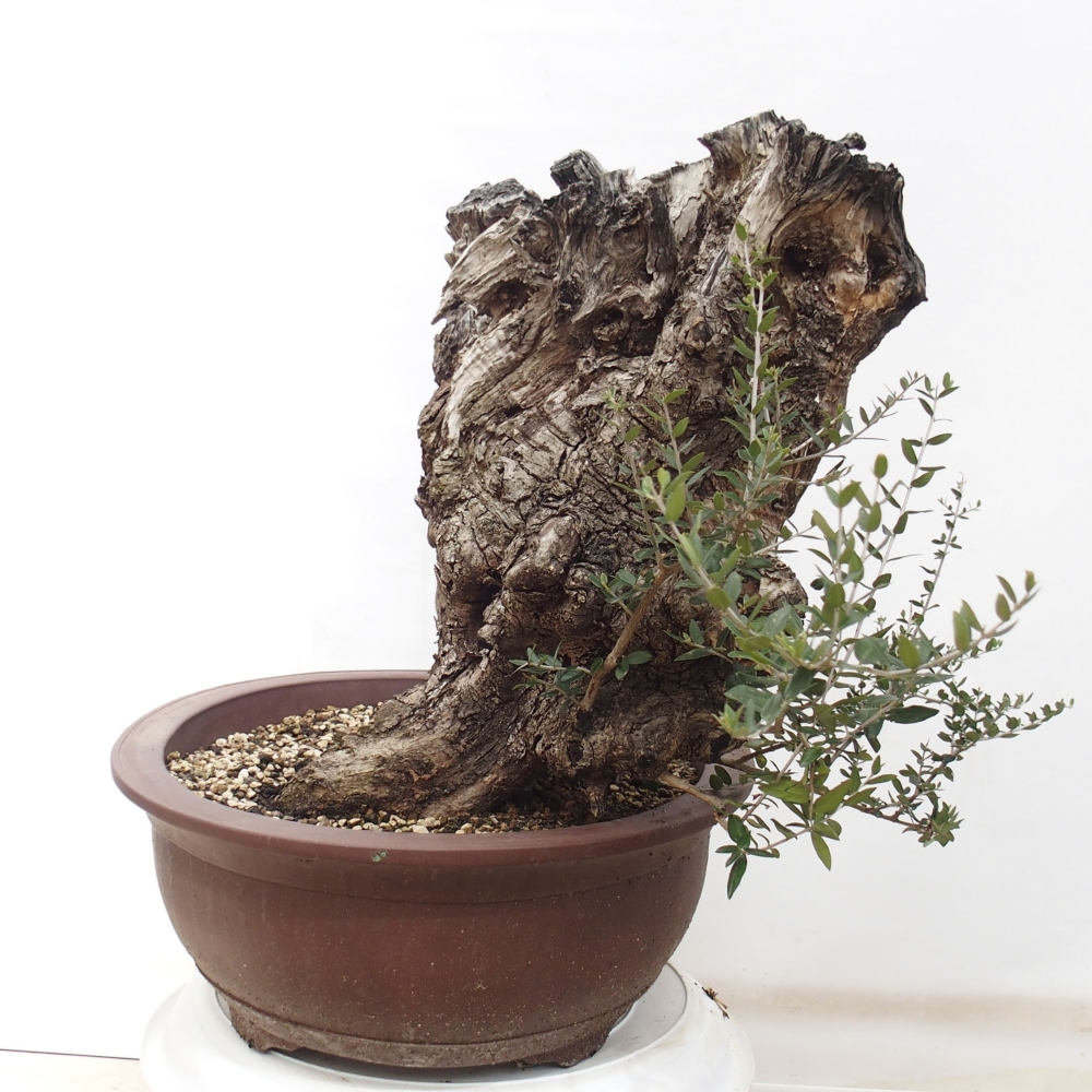 Pokojová bonsai - Olea europaea sylvestris -Oliva evropská drobnolistá