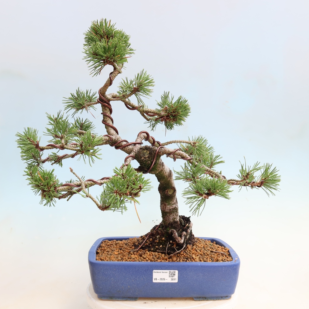 Venkovní bonsai - Pinus mugo Humpy  - Borovice kleč