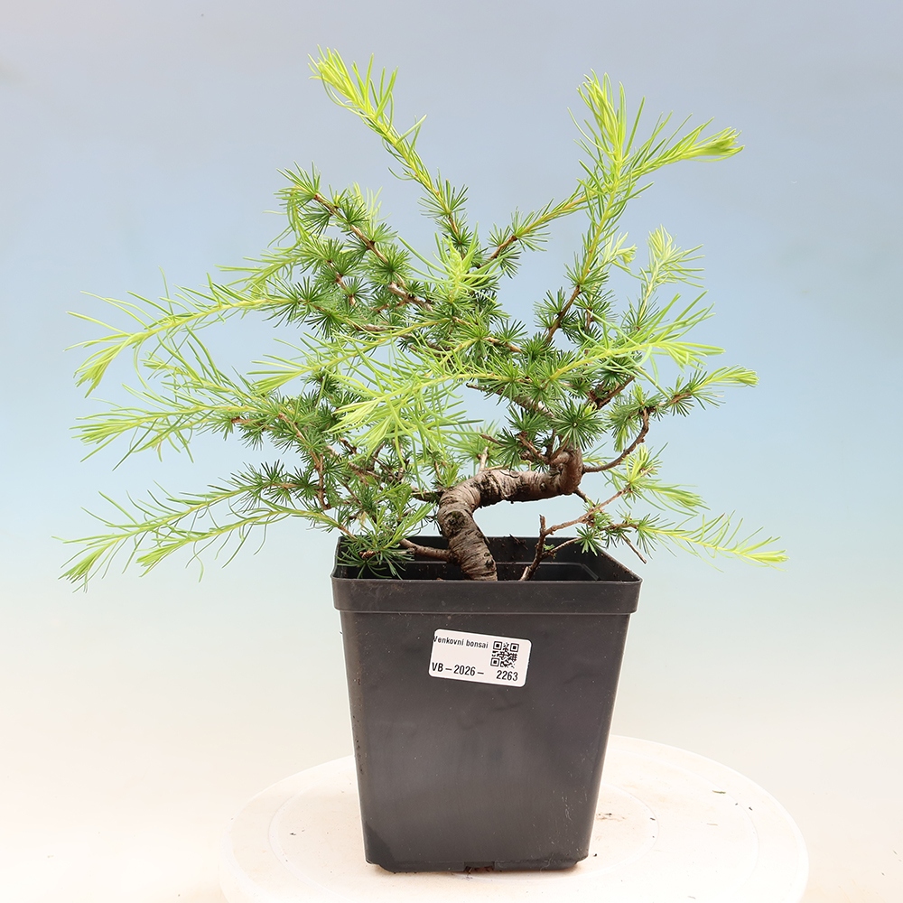 Venkovní bonsai -Larix decidua - Modřín opadavý 
