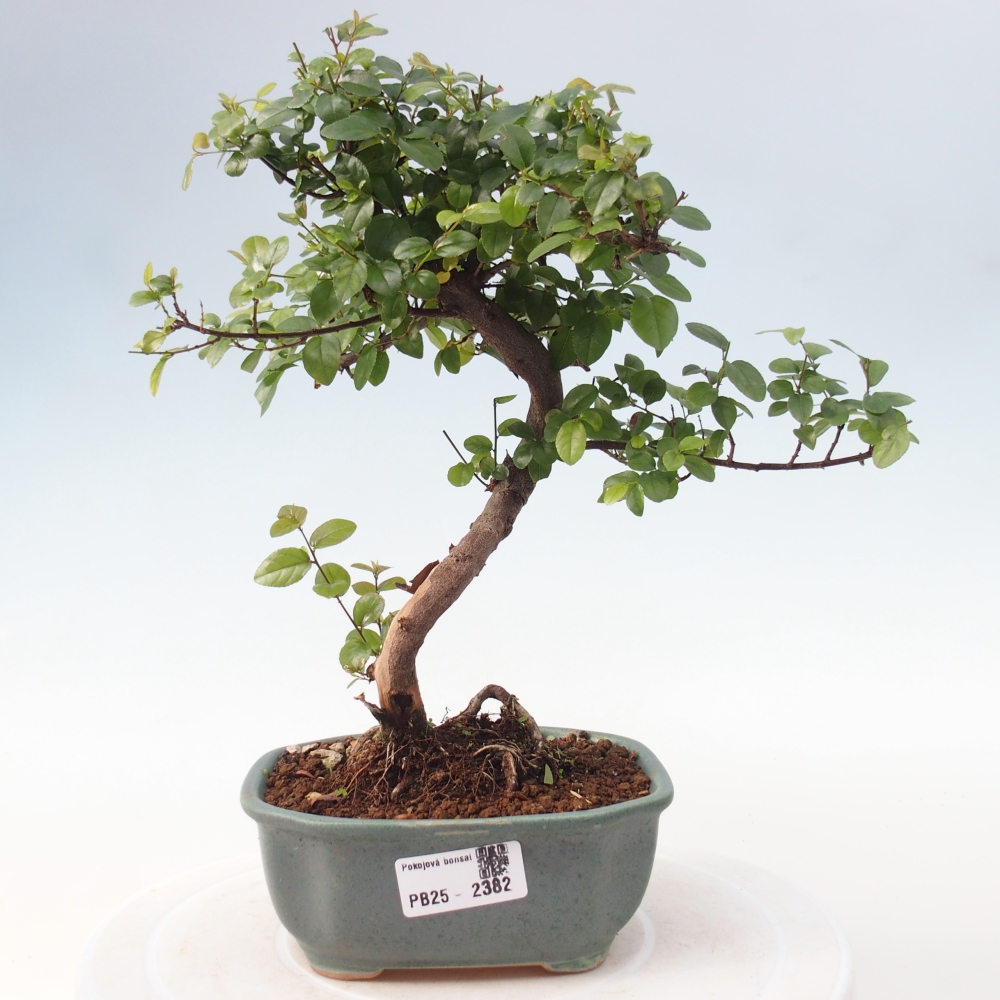 Pokojová bonsai - Sagerécie thea - Sagerécie thea