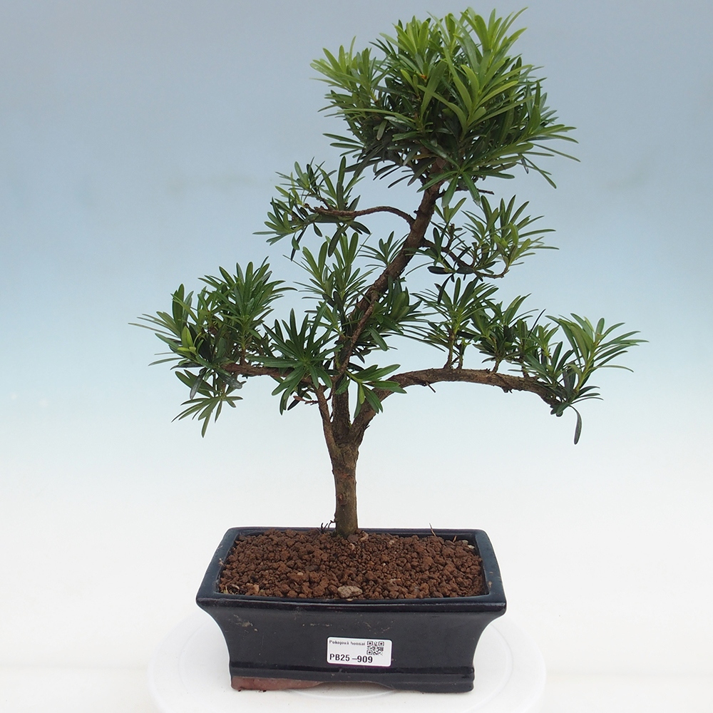 Pokojová bonsai - Podocarpus - Kamenný tis