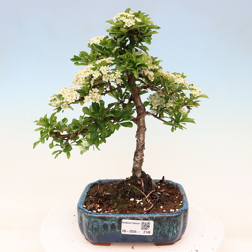 Venkovní bonsai - Pyracantha teton - Hlohyně šarlatová