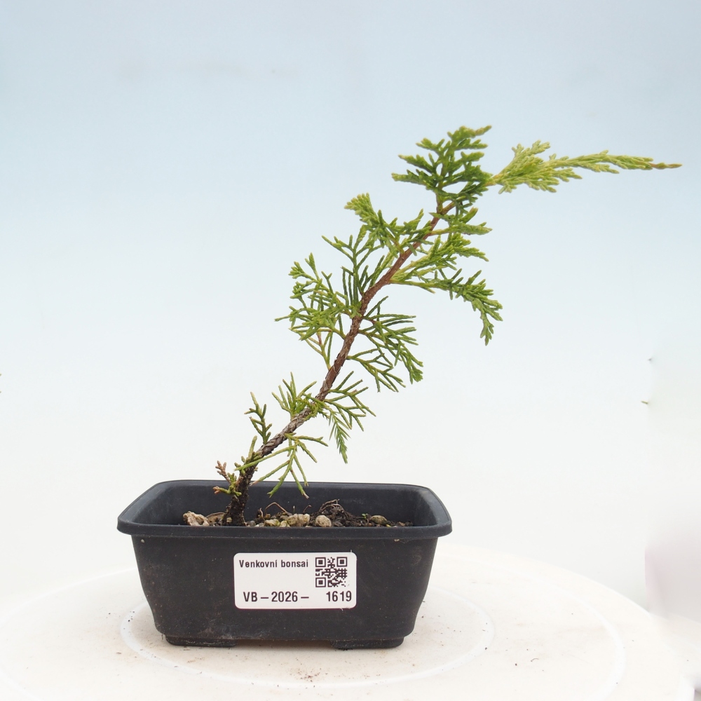 Venkovní bonsai - Juniperus chinensis Itoigawa -Jalovec čínský