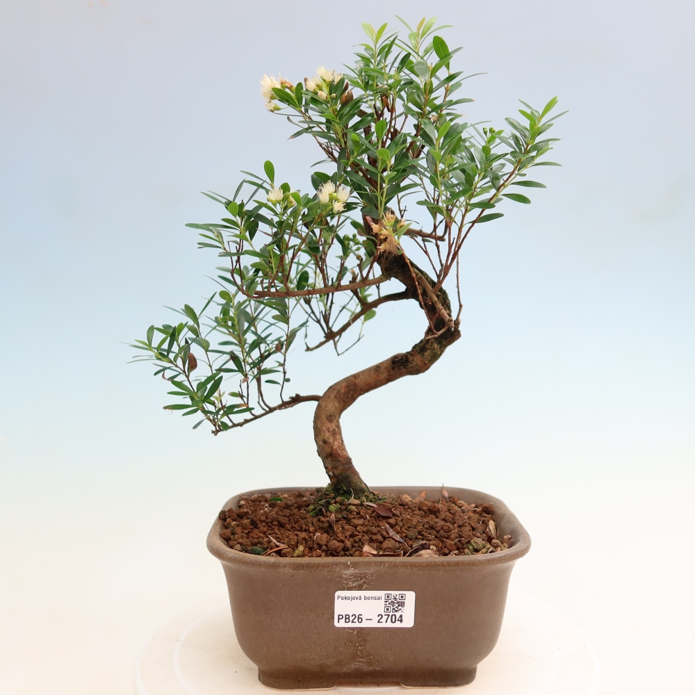 Pokojová bonsai - Syzygium - Pimentovník