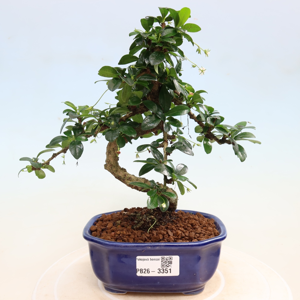 Pokojová bonsai - Carmona macrophylla - Čaj fuki