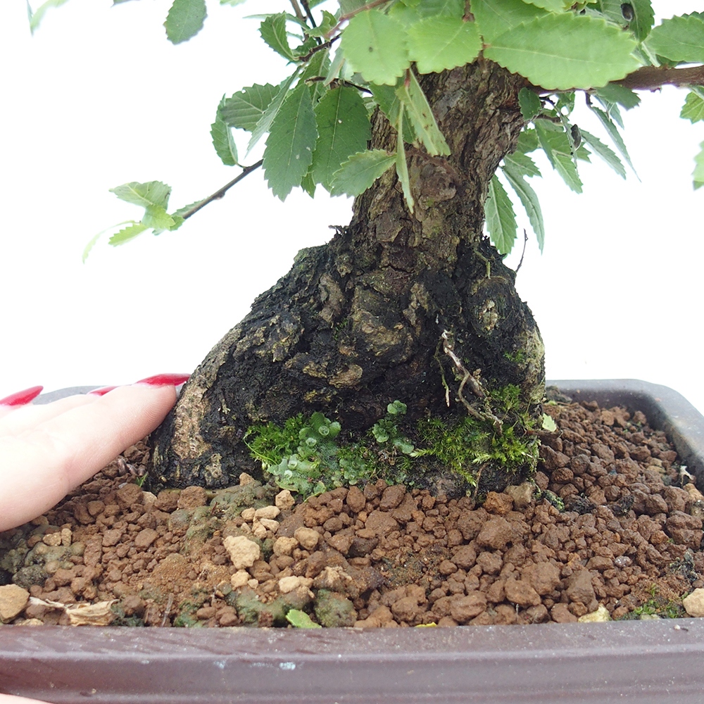 Venkovní bonsai - Zelkova - Zelkova NIRE