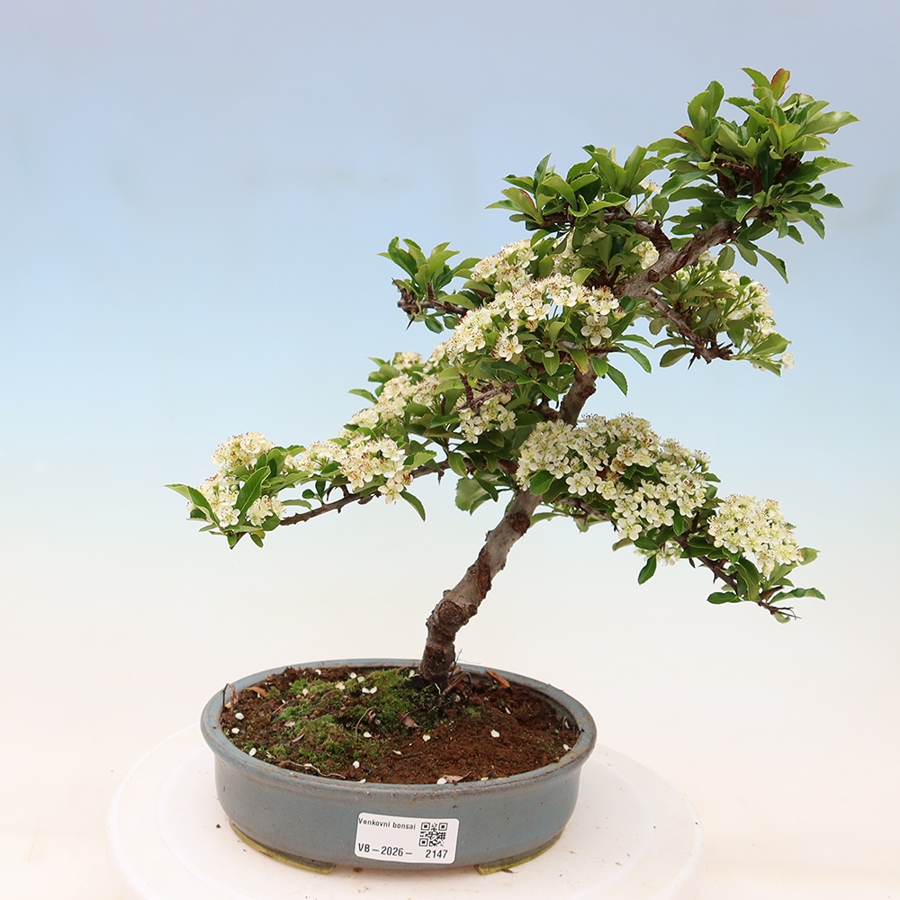 Venkovní bonsai - Pyracantha teton - Hlohyně šarlatová